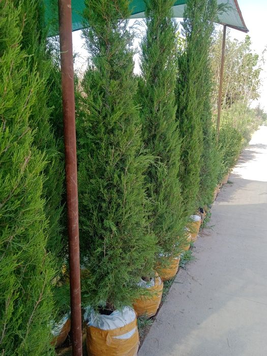 Садовник богбон  archa ekish50000