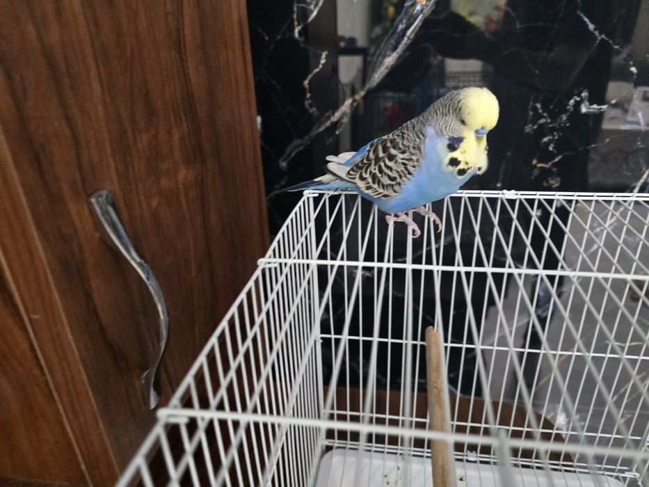 Попугай вол волнистик ручной