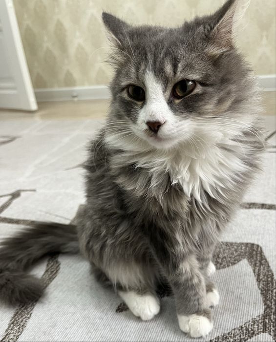 Котенок очен ласковый