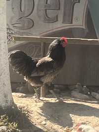 Cocosi australorp.