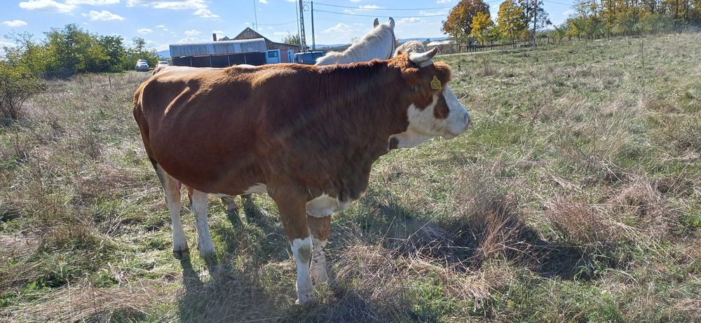 Vaca de vanzare..