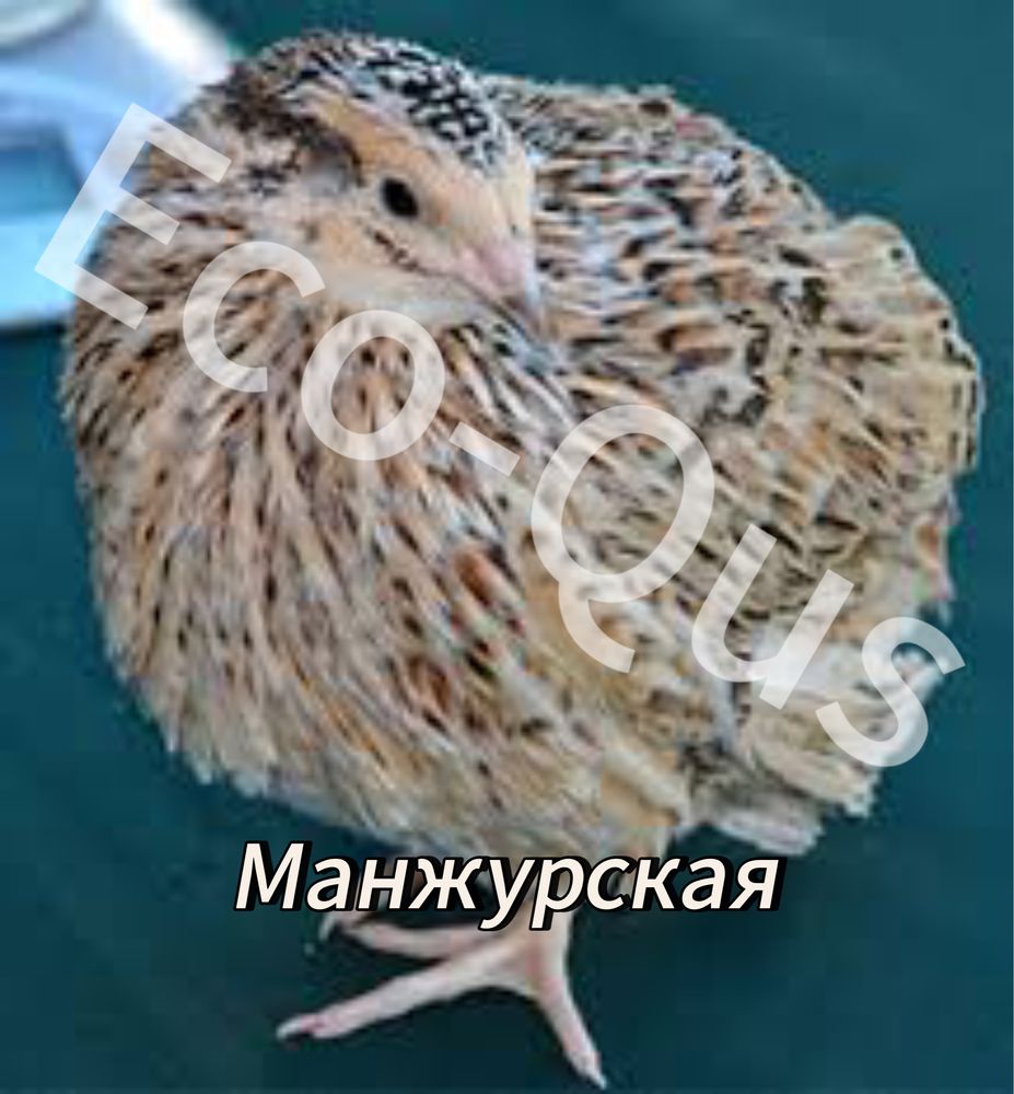 Перепелиные инкубационные яйца