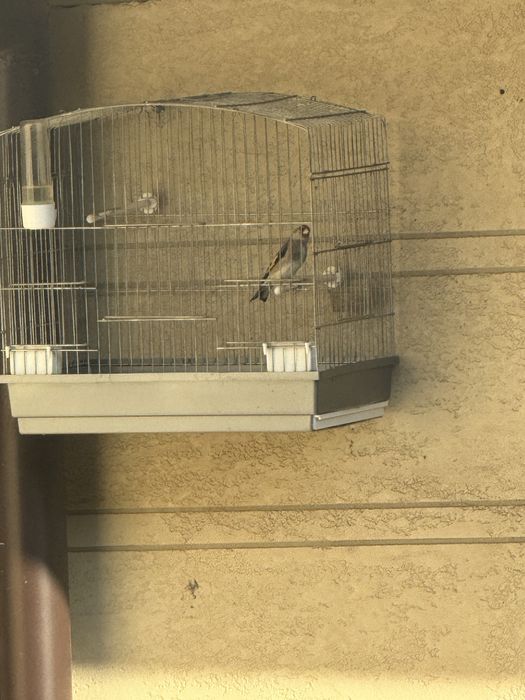 Сава норчи сотилади