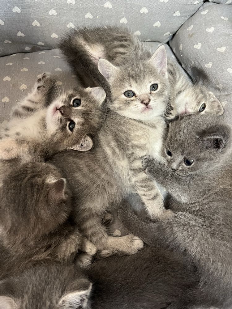 Котята британские