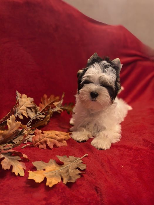 Йорки Бивер момиче