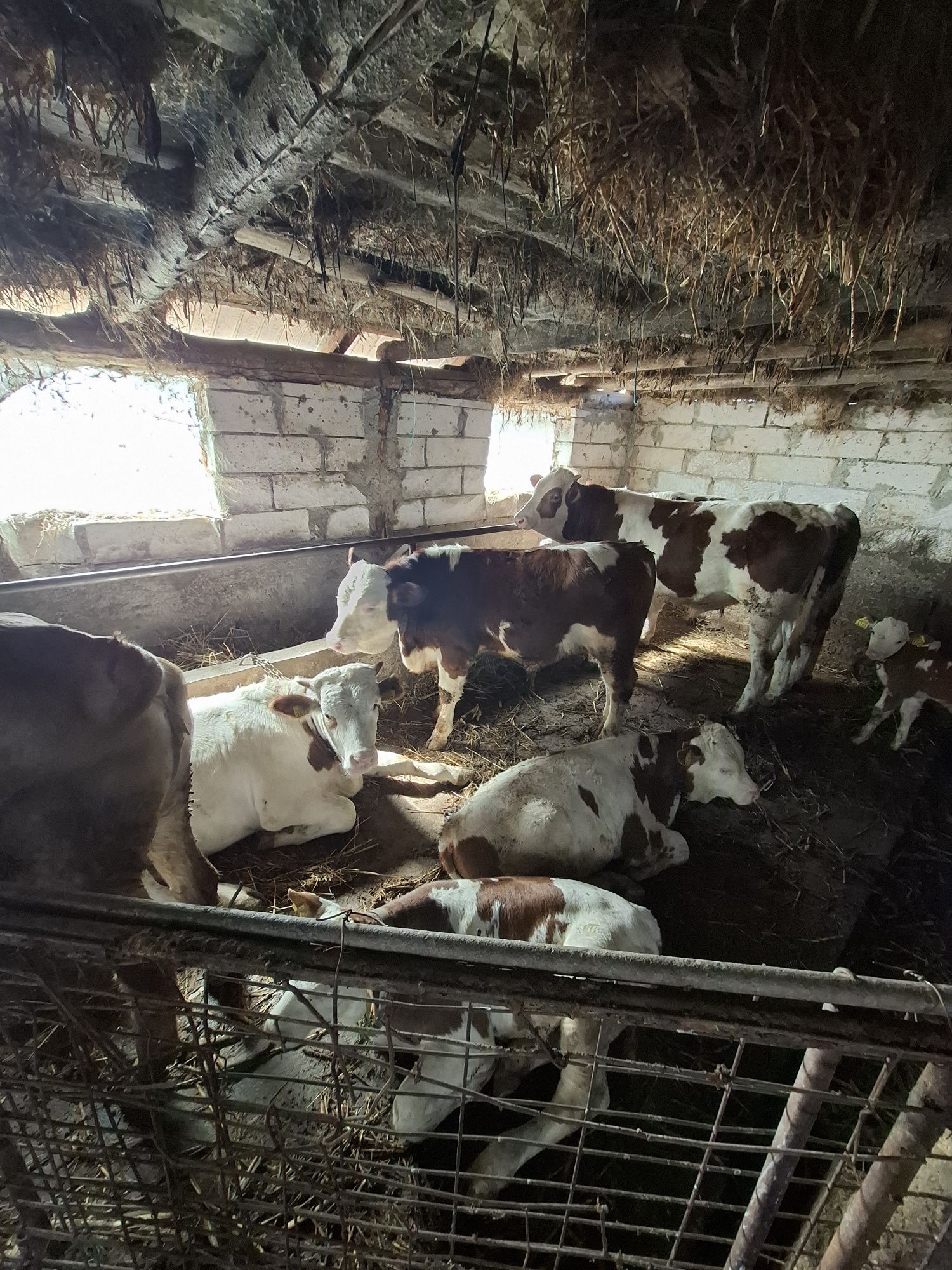 Vaca și vitei de vanzare