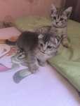 Shinshila va folt bolari toza qon