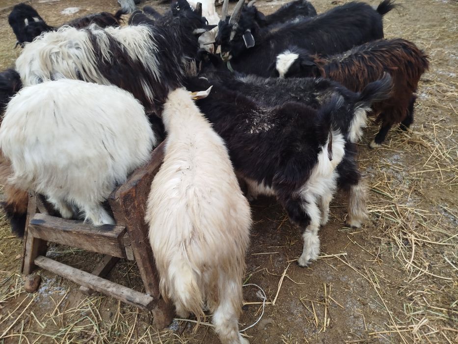 Тушалар ешкілер лақтар