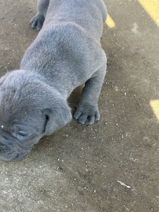 Последно мъжкарче