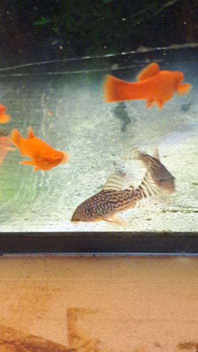 Pesti de acvariu corydoras sterbay juvenili.