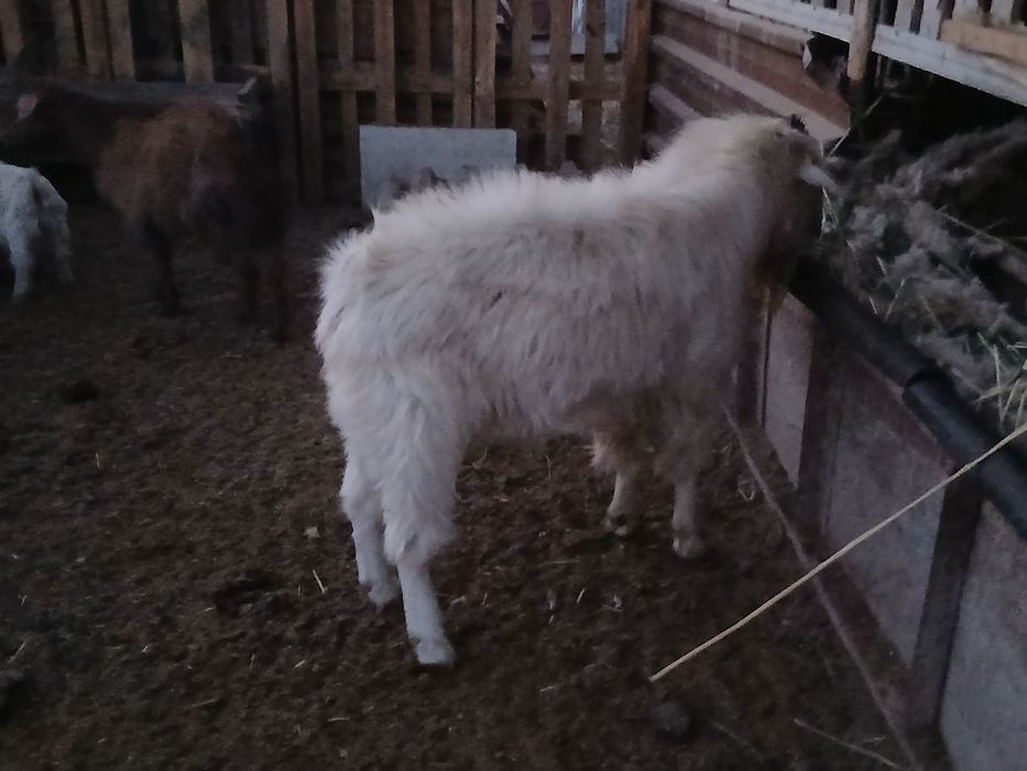 Ешки теке парода жаксы