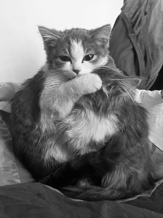 Отдам троих котят в добрые руки