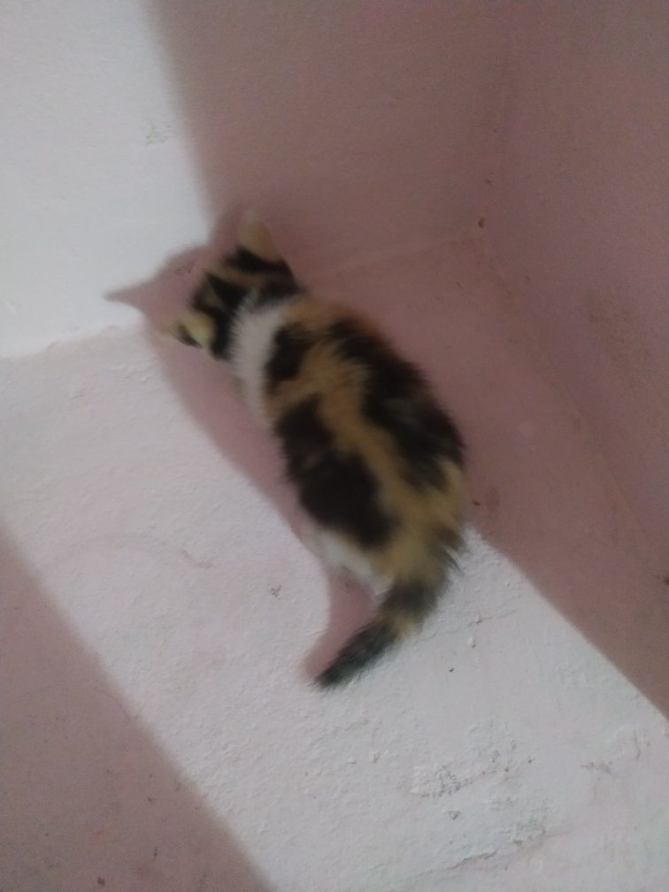 Котенок даром Ташкент