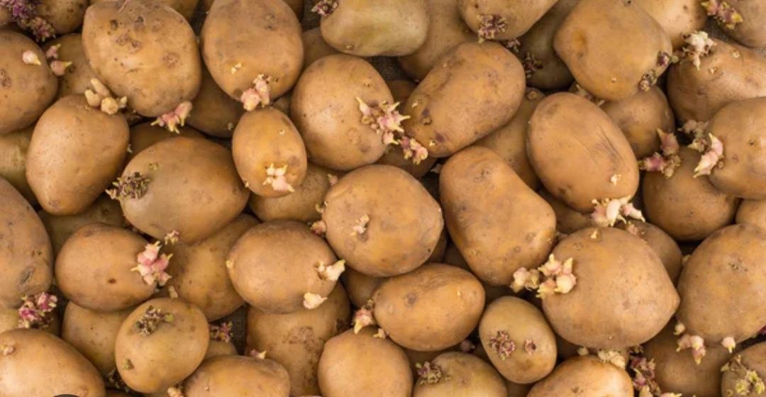 Картофель семенной, картошка семенная.Алладин, Наташа,Розара,Коломба