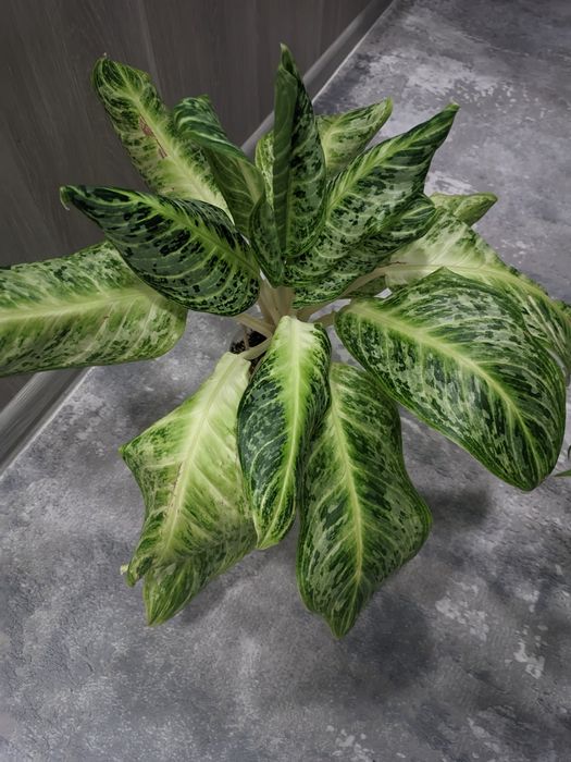 Продам Аглаонему Траганта