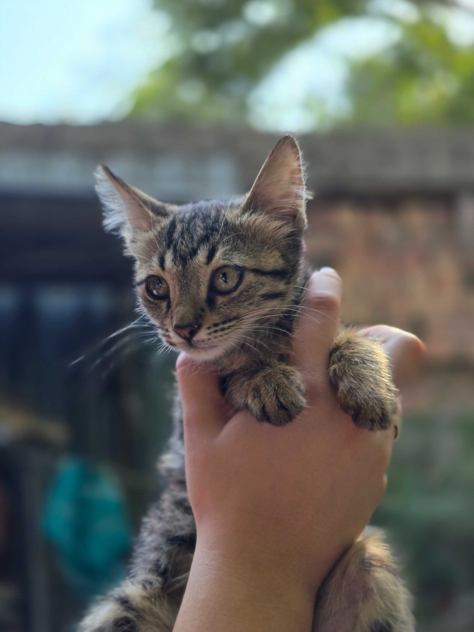 Котёнок, девочка, 2-3 месяца
