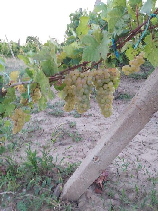 Struguri de masa si de vin