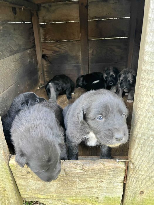 pui de ciobanesc corb