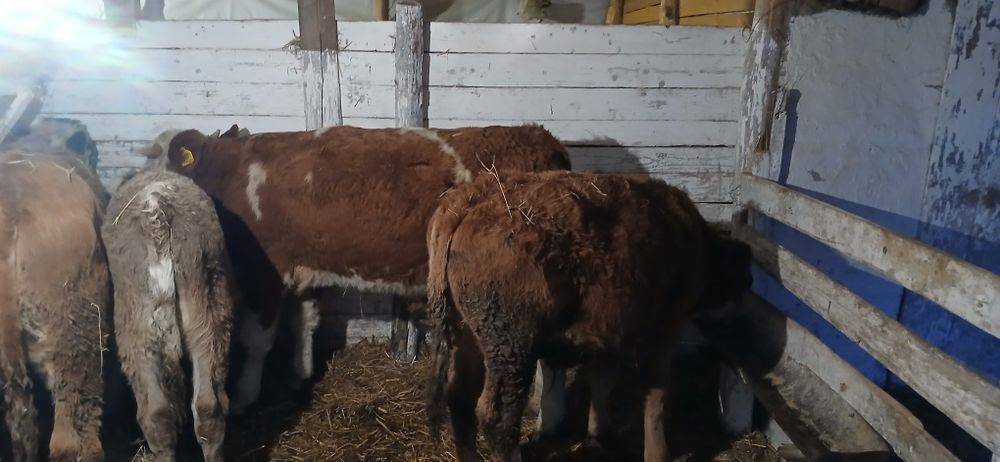 Vând viței mari  încărcați