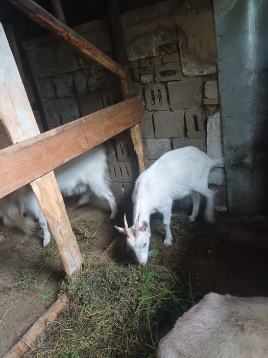 Capre saanen metish un țap 3 capri disponibile