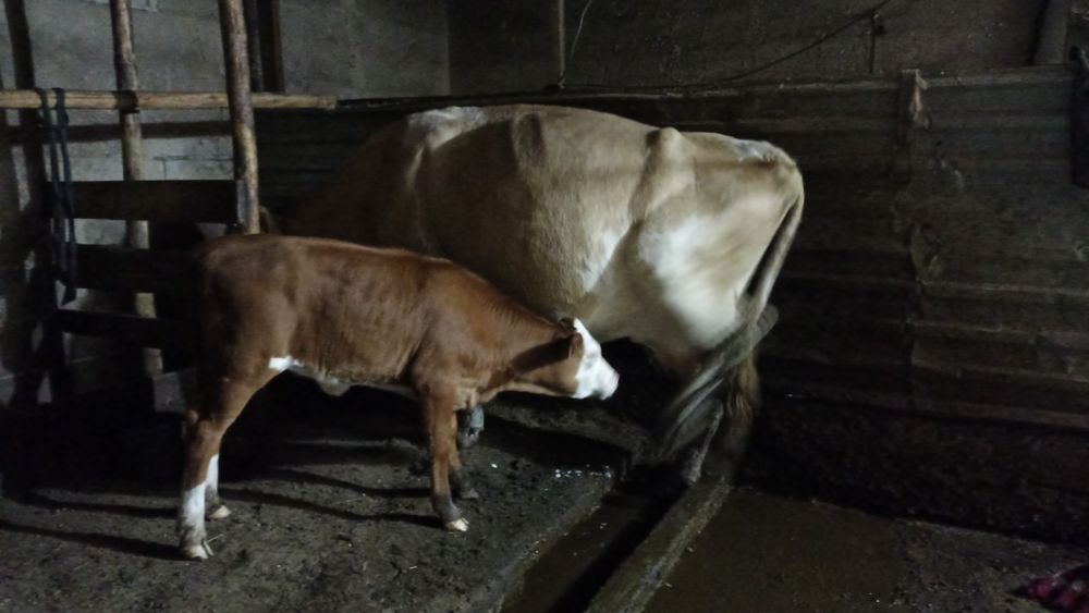 Сиыр сатамын, бұзаусыз