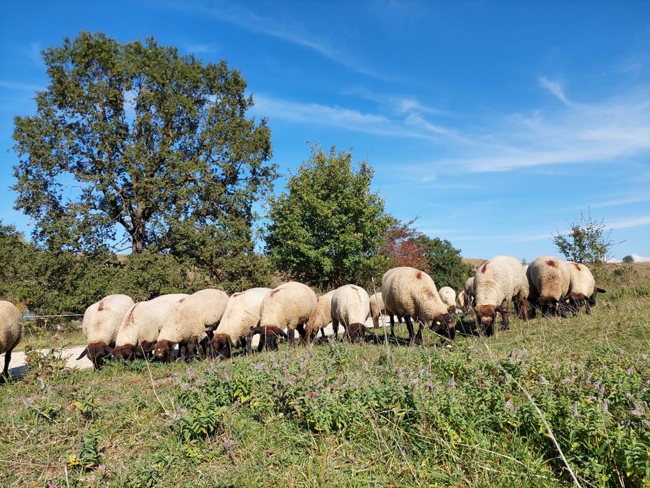 Oi metis Suffolk rasa carne