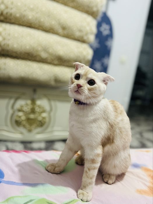 Мушу сотлади акили хамаси оргатилган