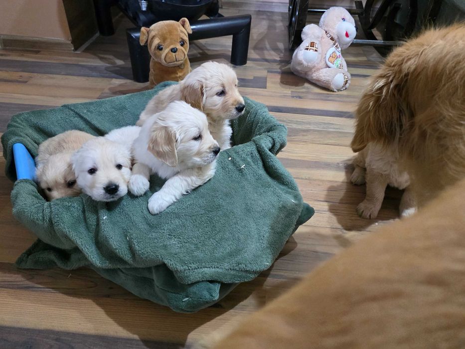 Голдън ретривър бебета