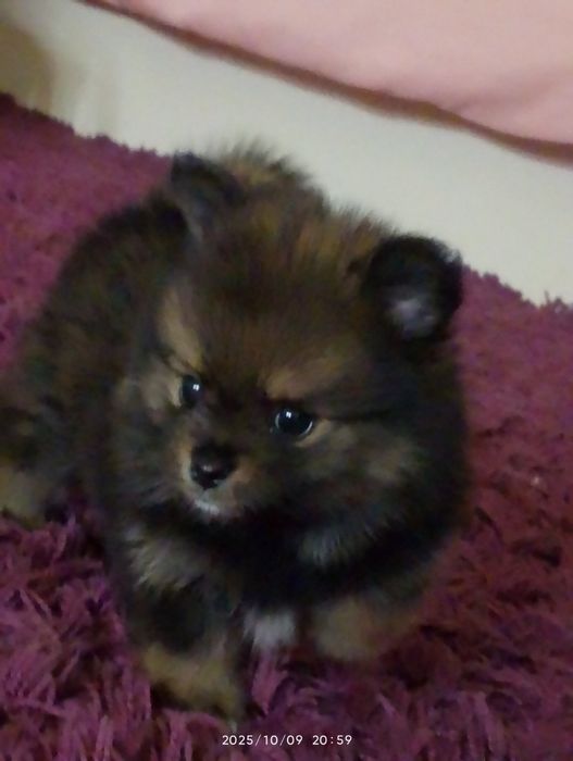 Продавам померан