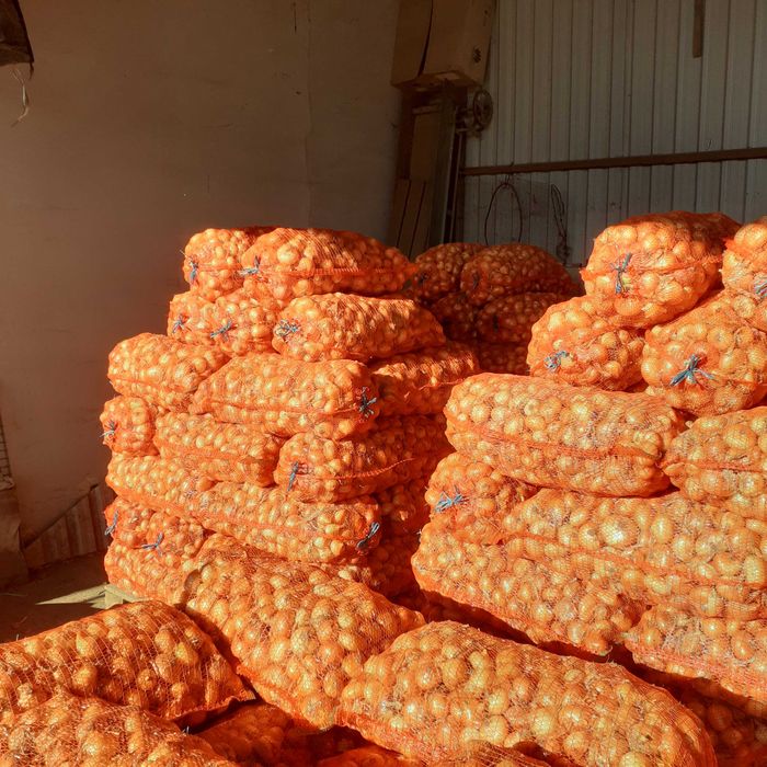 Ceapa plata stuttgart