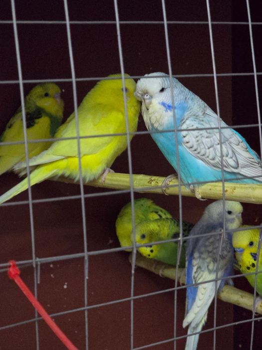 Продам волнистых попугаев, домашнего разведения .