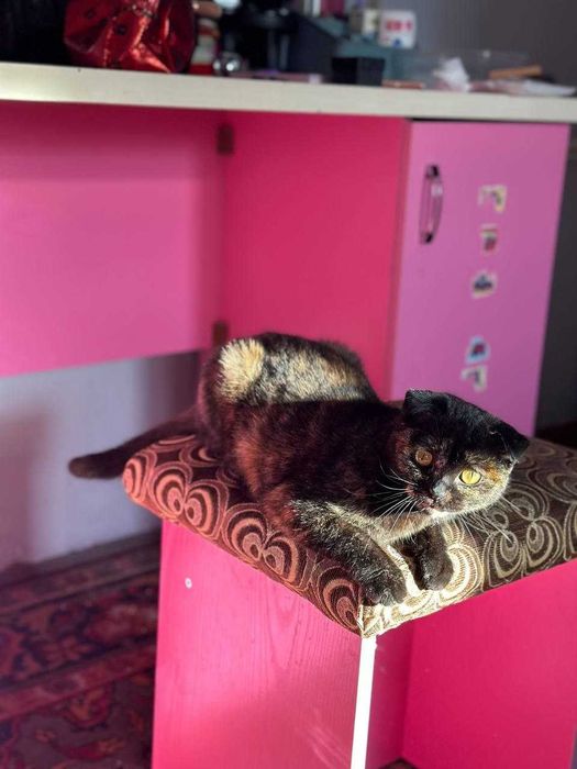 Котенок девочка, полупородистая, 2 месяца