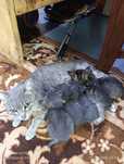 Отдам котят крысоловы