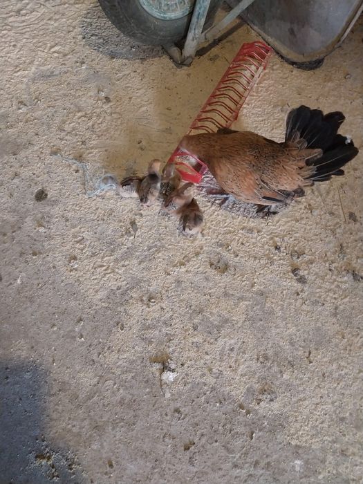 Vând cocoși din primăvară