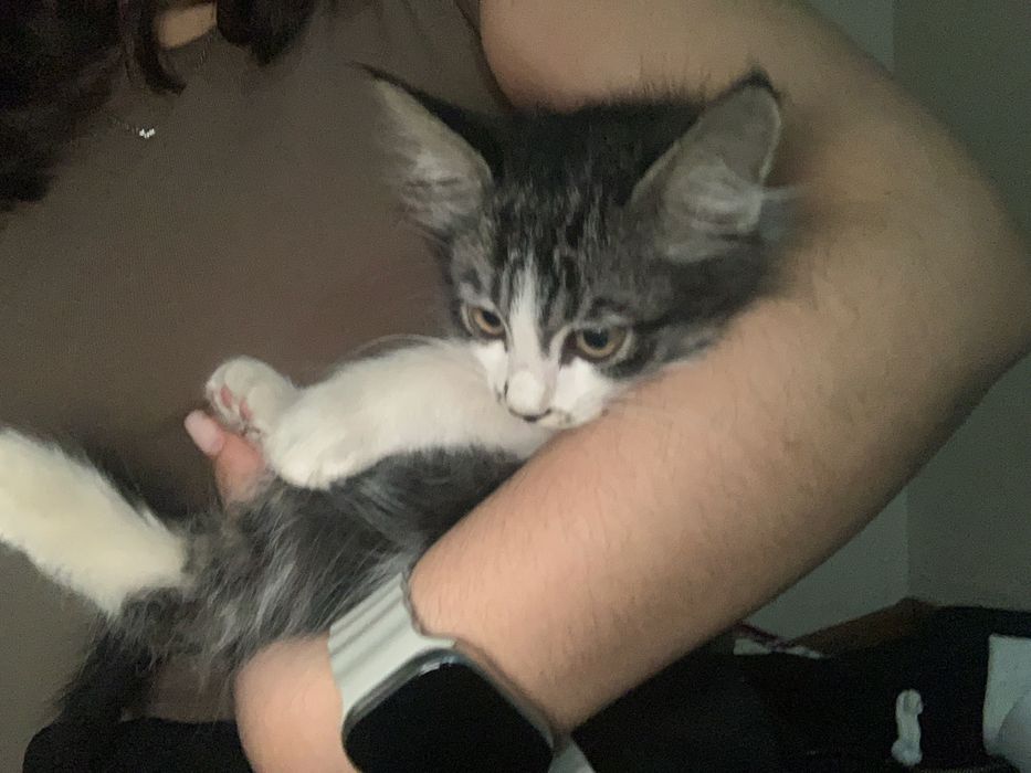 продам абиссинскую кошку