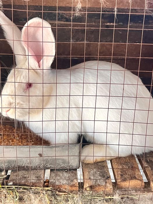 Кролики продам 7 месецев 4 штуки по 10 тысячь