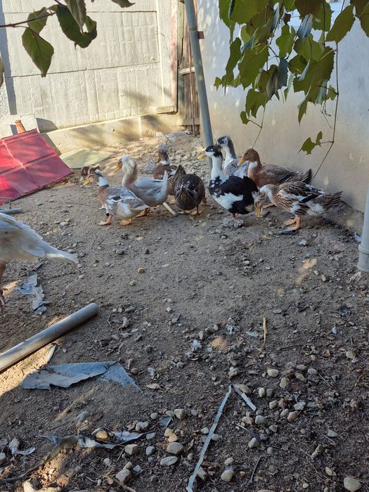 Rate si ratoi motati