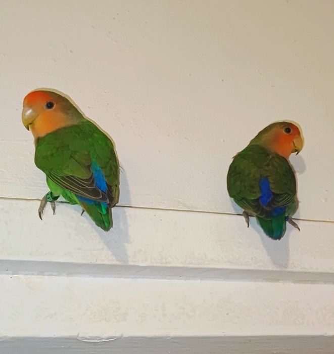 Pui Papagali Amorezi Agapornis Pasare Agaponis