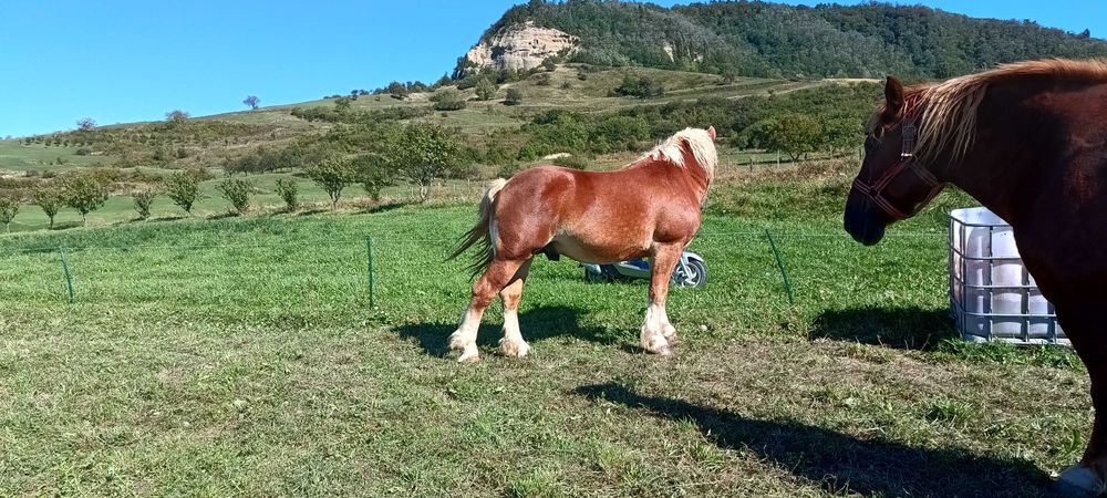 Vand Iapa gestanta și manz
