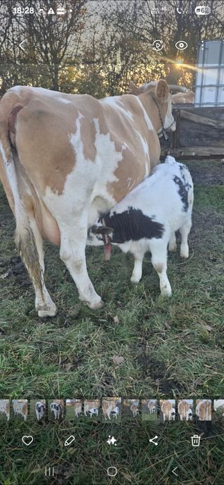 Vand vaca cu vitel buna de lapte