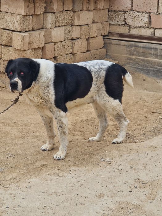 Жаксы ит сатылады