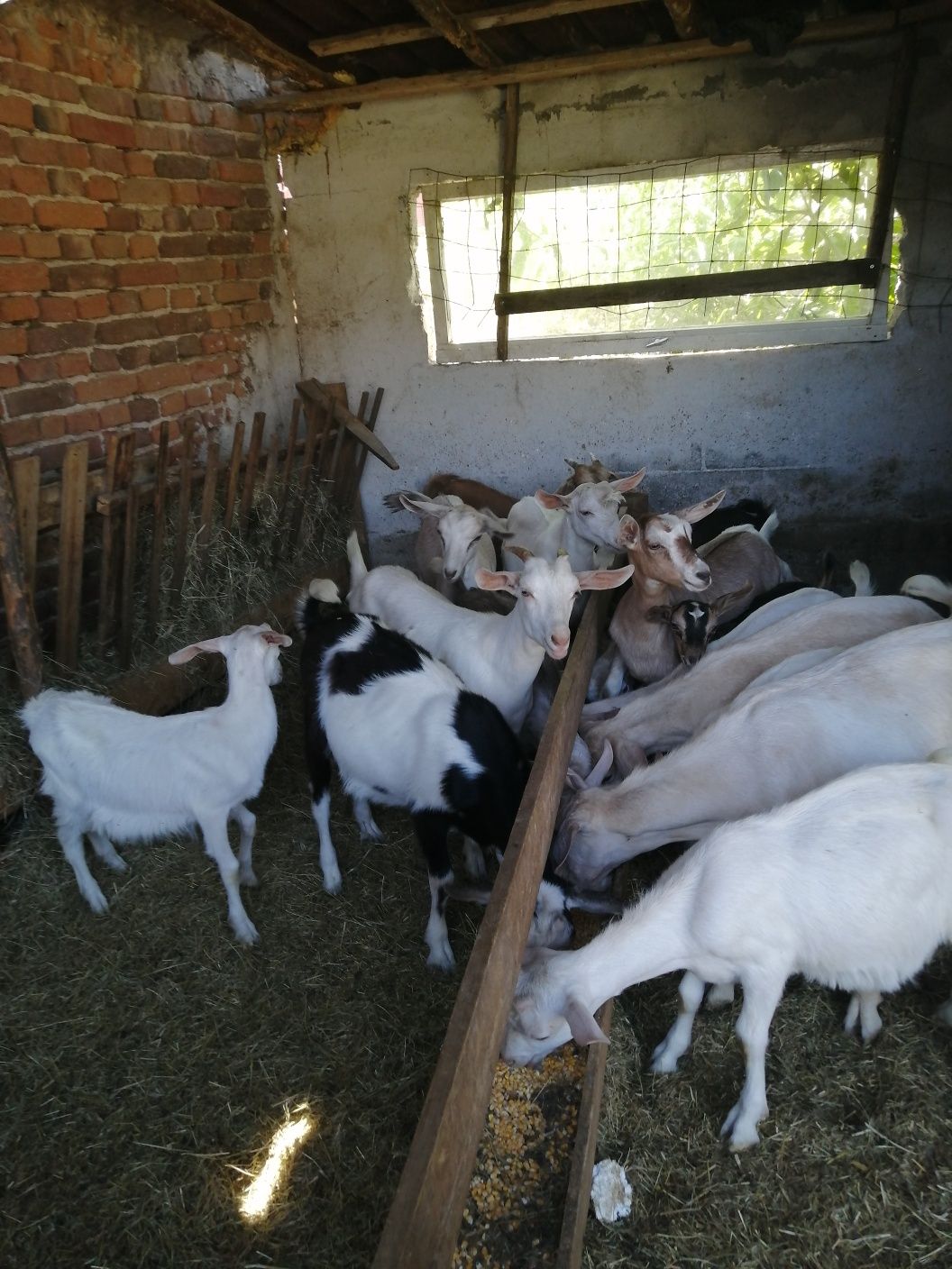 Продавам ярета и кози