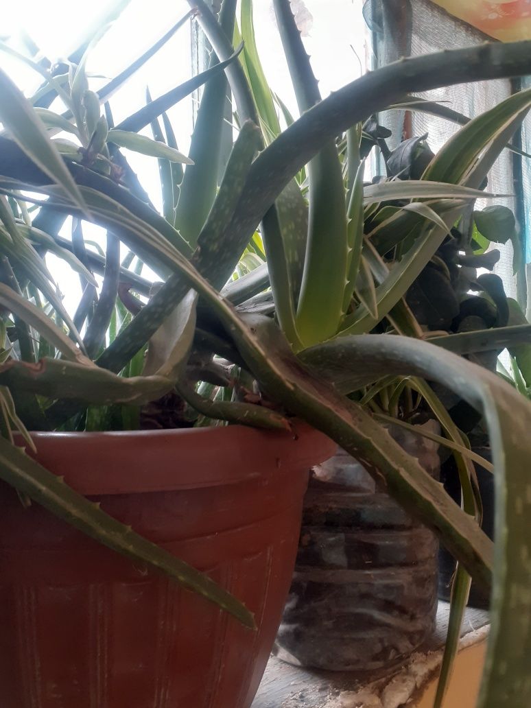 Aloe gullari uyda ōstirilgan