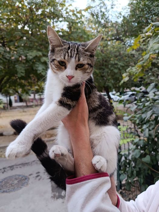 Бесплатно Даром Кошка- Котёнок