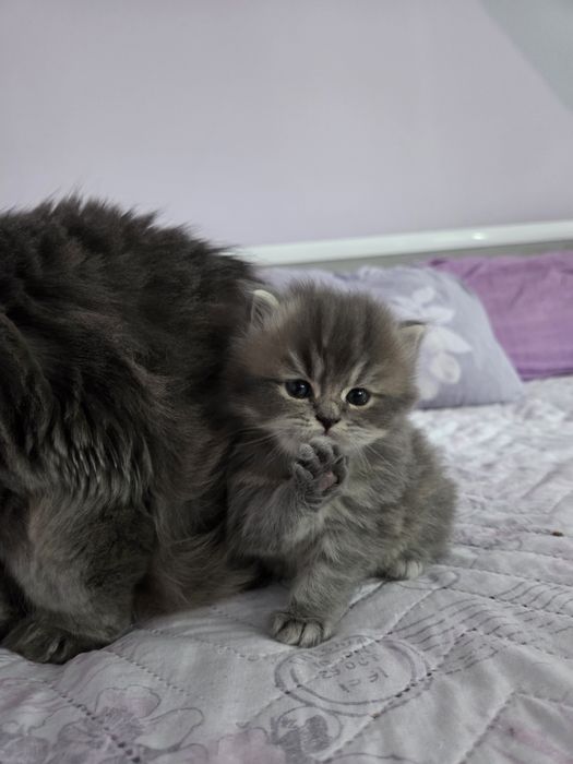 Персийски котета