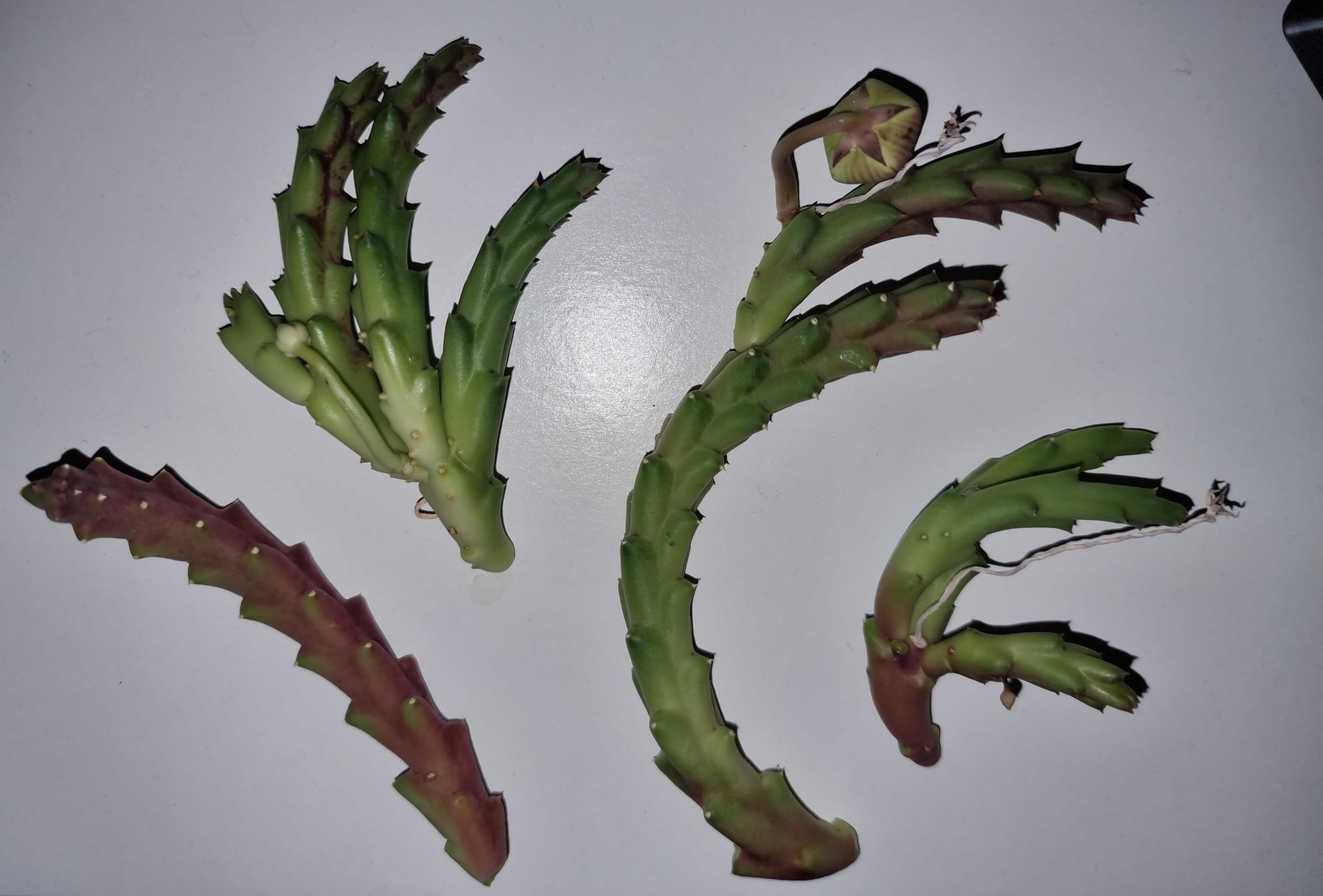 Стайни цветя - Stapelia, Epipremnum, Peperomia, Begonia