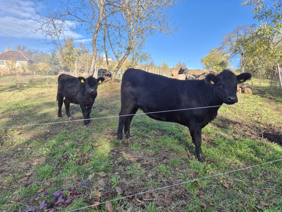 Vand juninca black angus in varsta de 1,7 ani