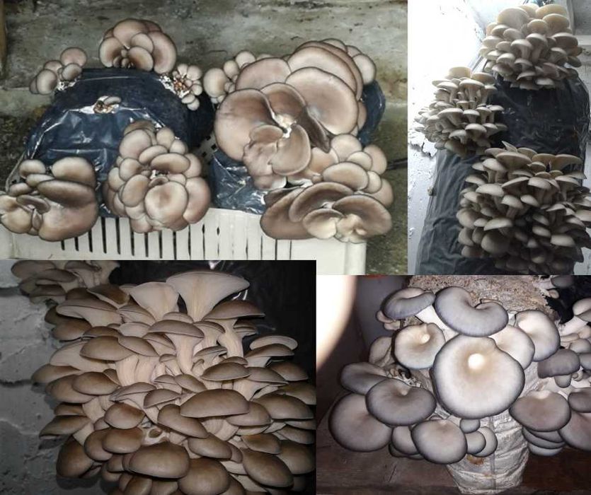 Saculeti gata pregatiti  pentru Pleurotus