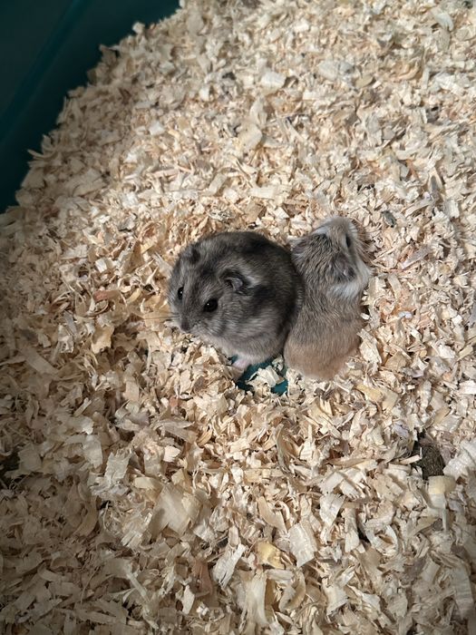 Vând hamsteri 2 perechi
