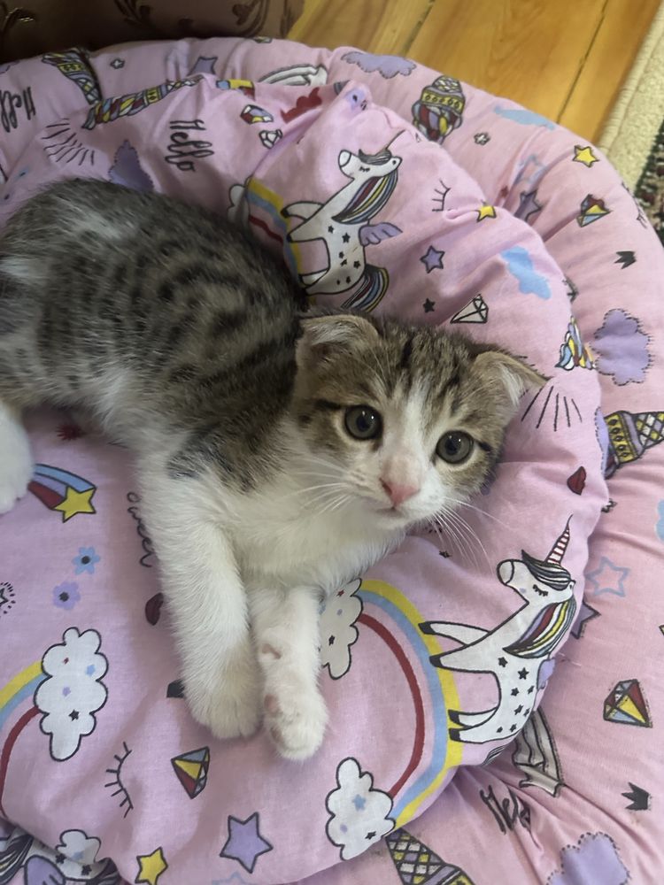 Продается скоттиш фолд